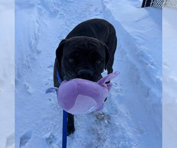 Medium Photo #1 Mastiff Puppy For Sale in Boston, MA, USA