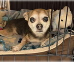 Small #6 Chihuahua Mix