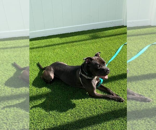 Medium Photo #32 American Pit Bull Terrier-Unknown Mix Puppy For Sale in Pompano Beach , FL, USA