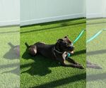 Small #31 American Pit Bull Terrier Mix