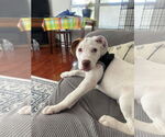 Small #21 Bullboxer Pit