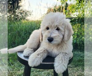 Goldendoodle (Miniature) Puppy for sale in MYERSTOWN, PA, USA