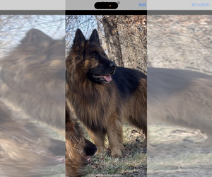 Father of the German Shepherd Dog puppies born on 01/30/2025