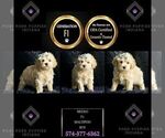 Small #1 Maltipoo