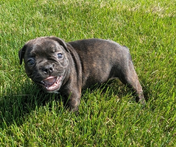 Medium Photo #59 Faux Frenchbo Bulldog Puppy For Sale in GOSHEN, IN, USA