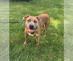 Small #2 Boxer Mix