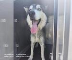Small Siberian Husky Mix