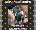 Small Photo #2 Pembroke Welsh Corgi Puppy For Sale in LOGAN, NM, USA