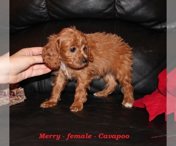 Medium Photo #4 Cavapoo (Miniature) Puppy For Sale in CLARKRANGE, TN, USA