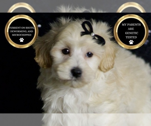Medium Photo #40 Maltipoo (Miniature) Puppy For Sale in WARSAW, IN, USA