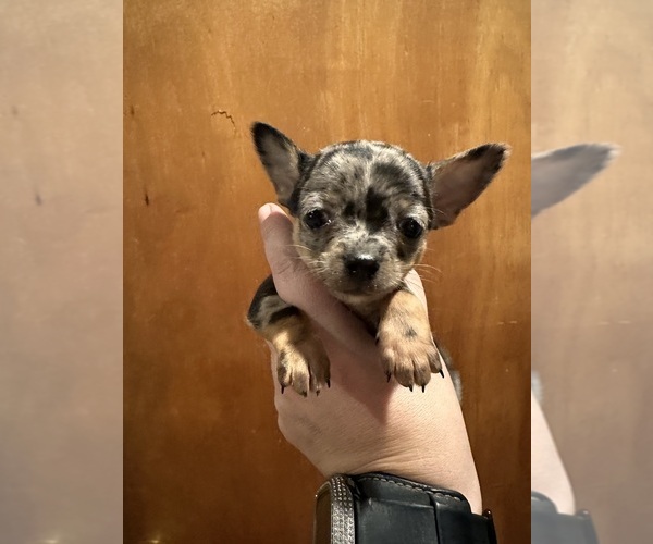 Medium Photo #1 Chihuahua Puppy For Sale in NEW BEDFORD, MA, USA