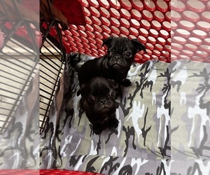 Pug Puppy for Sale in LONG NECK, Delaware USA