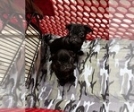 Small Pug