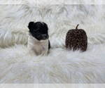 Small Photo #34 Shiranian Puppy For Sale in HAYWARD, CA, USA