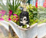 Small #3 Aussiedoodle