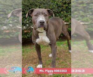 American Bulldog-Unknown Mix Dogs for adoption in Mobile, AL, USA