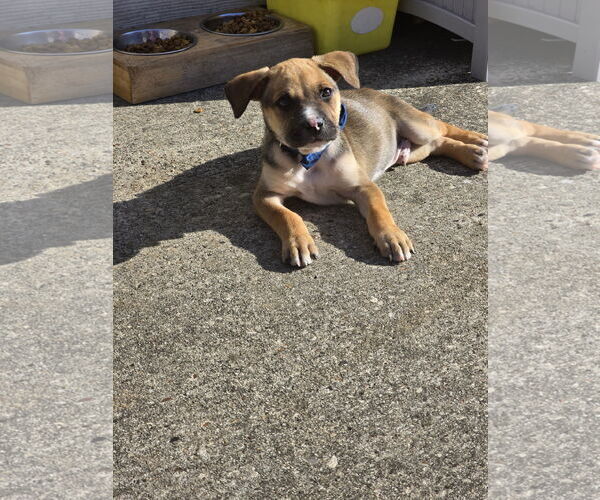 Medium Photo #5 Boxer-Unknown Mix Puppy For Sale in The Woodlands, TX, USA