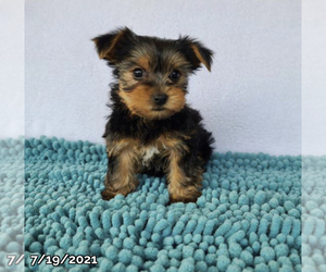 Yorkshire Terrier Puppy for sale in LOWELL, MA, USA