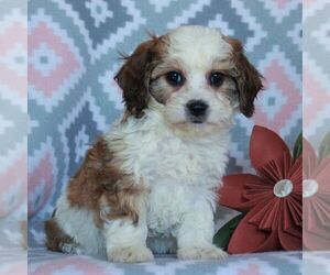 Cavachon-Cavalier King Charles Spaniel Mix Puppy for sale in NARVON, PA, USA