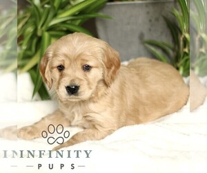 Golden Retriever Puppy for sale in STRASBURG, PA, USA
