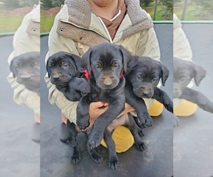 Labrador Retriever Puppy for sale in LA CENTER, WA, USA