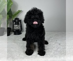 Small Photo #1 Miniature Bernedoodle Puppy For Sale in FRANKLIN, IN, USA