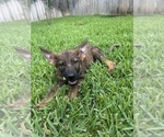 Puppy Yellow Houdini German Shepherd Dog