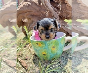 Yorkshire Terrier Puppy for sale in CASSVILLE, MO, USA