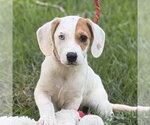 Small Beagle