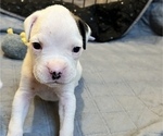 Small Photo #10 Boxer Puppy For Sale in EAST FISHKILL, NY, USA