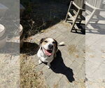 Small #3 Beagle Mix
