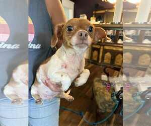 Chihuahua-Unknown Mix Dogs for adoption in Holly Springs, NC, USA