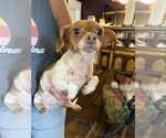 Small Chihuahua Mix