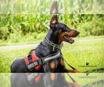 Small Photo #9 Doberman Pinscher Puppy For Sale in MOUNT OLIVE, NC, USA
