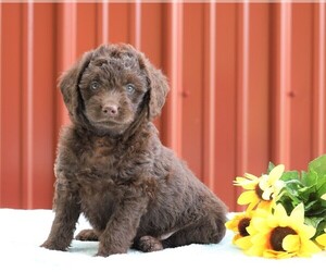 Labradoodle-Poodle (Miniature) Mix Puppy for sale in FREDERICKSBG, OH, USA