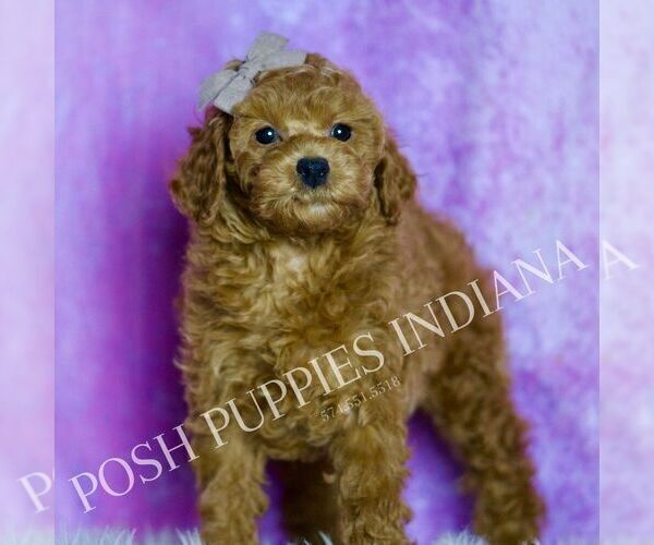 Medium Photo #10 Poodle (Toy) Puppy For Sale in WARSAW, IN, USA