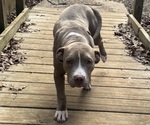 Small #2 American Pit Bull Terrier-American Staffordshire Terrier Mix