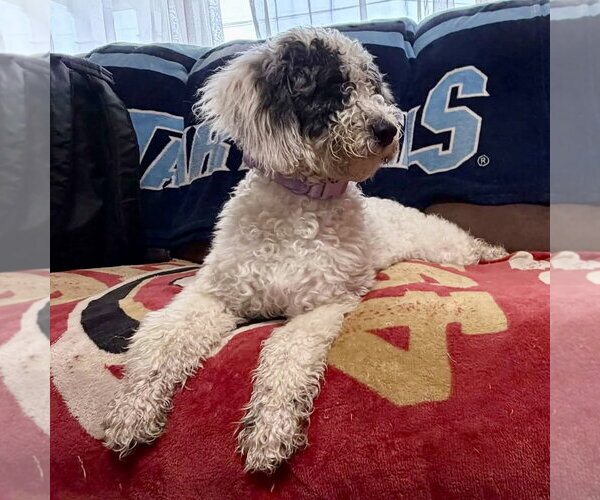 Medium Photo #1 Poodle (Standard)-Unknown Mix Puppy For Sale in Spring Lake, NC, USA