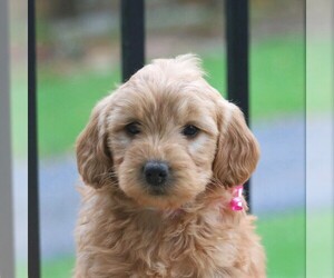 Goldendoodle-Poodle (Miniature) Mix Puppy for sale in NEWMANSTOWN, PA, USA