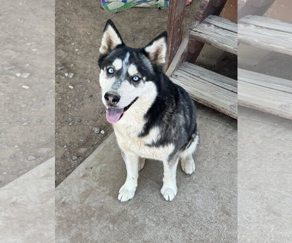 Medium Photo #2 Siberian Husky Puppy For Sale in Chandler, AZ, USA