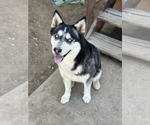 DAISY #28 - Female Siberian Husky Dog for Adoption - Photo #2