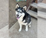 Small #1 Siberian Husky