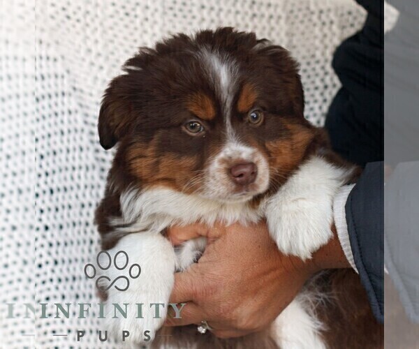 Medium Photo #3 Miniature Australian Shepherd Puppy For Sale in NEW HOLLAND, PA, USA
