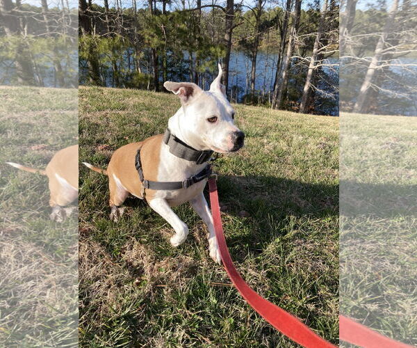 Medium Photo #5 Mutt Puppy For Sale in Virginia Beach, VA, USA