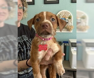 Millie - Female Boxer-Unknown Mix Dog for Adoption - Photo #2