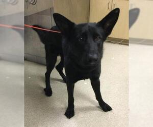 German Shepherd Dog Dogs for adoption in Riverside, CA, USA