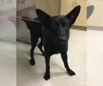 Small German Shepherd Dog
