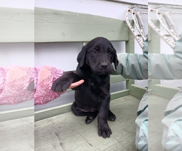 Medium Photo #27 English Cream Golden Retriever-Newfoundland Mix Puppy For Sale in SHEBOYGAN FALLS, WI, USA