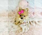 Small #19 Pomeranian