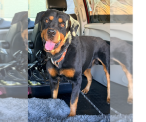 Rottweiler Dogs for adoption in Gilbert, AZ, USA
